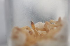 Reticulitermes tibialis