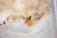 Reticulitermes tibialis