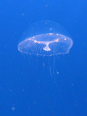Aequorea