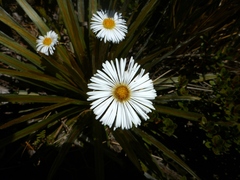 Celmisia armstrongii