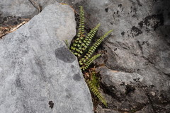 Asplenium adulterinum