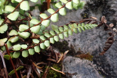 Asplenium adulterinum