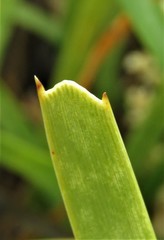 Lomandra effusa