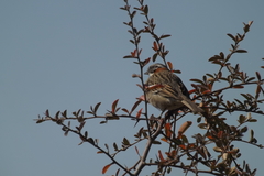Zonotrichia capensis chilensis
