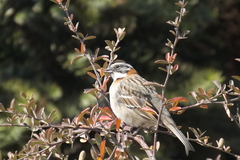 Zonotrichia capensis chilensis