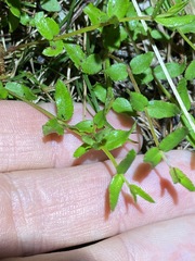 Gonocarpus chinensis