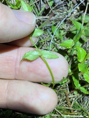 Gonocarpus chinensis