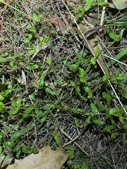 Gonocarpus chinensis