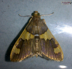 Rehimena phrynealis