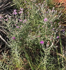 Vernonia lindheimeri