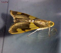 Rehimena phrynealis