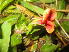 Oenothera epilobiifolia