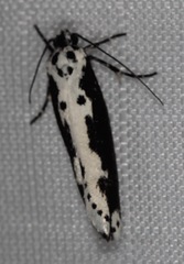 Ethmia semilugens