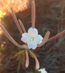 Epilobium pallidiflorum
