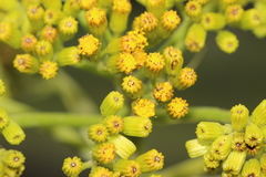 Senecio deformis