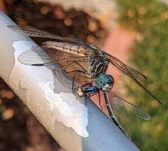 Pachydiplax longipennis