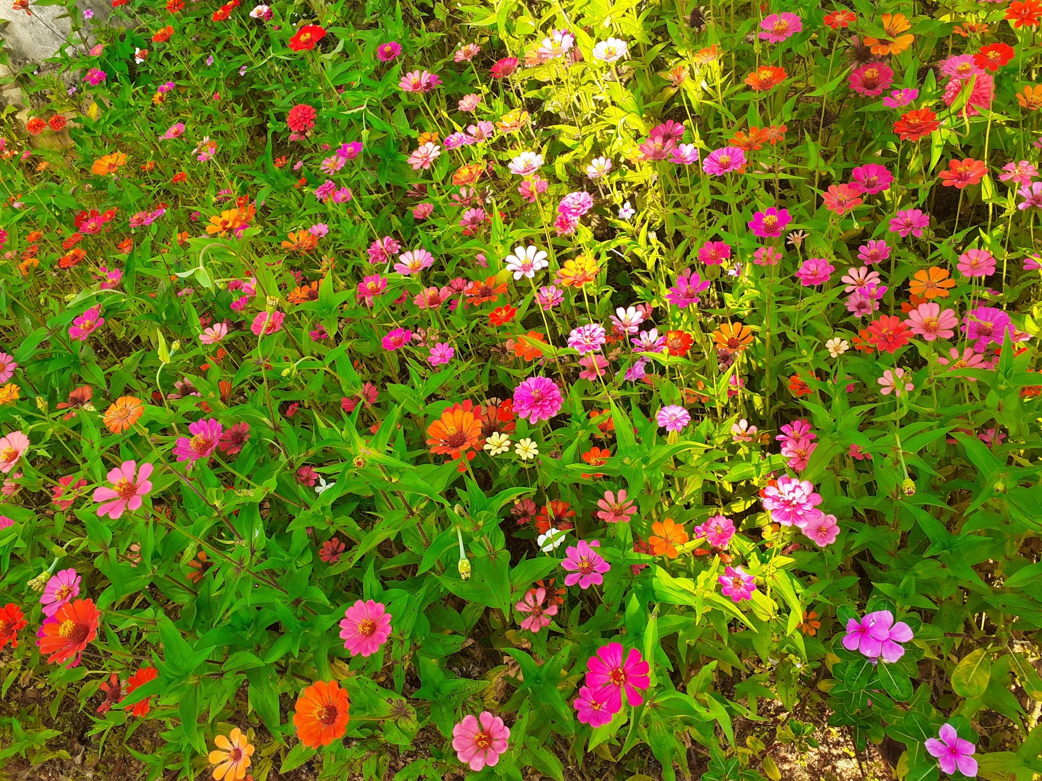 Zinnia elegans