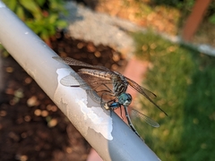 Pachydiplax longipennis