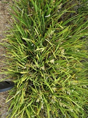 Lomandra effusa