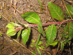 Oenothera epilobiifolia