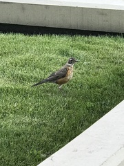 Turdus migratorius