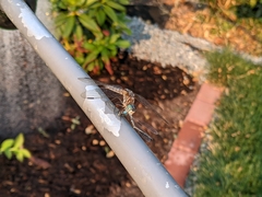 Pachydiplax longipennis