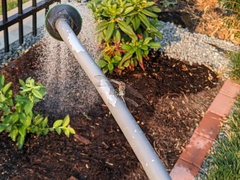 Pachydiplax longipennis