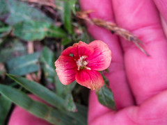 Oenothera epilobiifolia