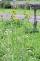 Senecio deformis