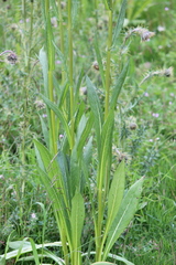 Senecio deformis