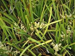 Lomandra effusa