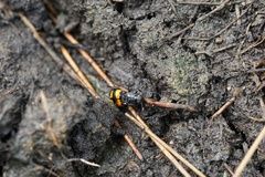 Nicrophorus defodiens