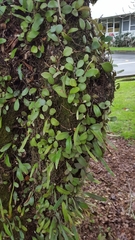 Pyrrosia eleagnifolia