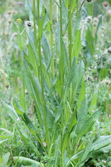 Senecio deformis