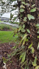 Pyrrosia eleagnifolia