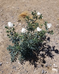 Argemone chisosensis