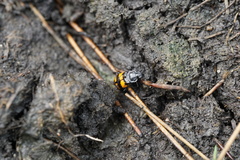 Nicrophorus defodiens