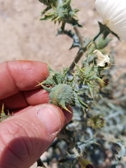 Argemone chisosensis