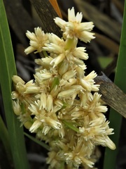Lomandra effusa