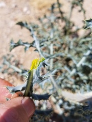 Argemone chisosensis