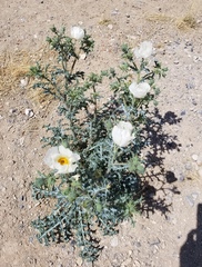 Argemone chisosensis