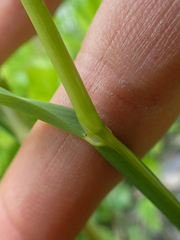 Pleuropogon refractus