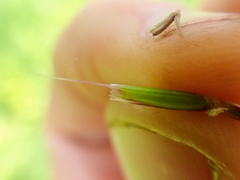 Pleuropogon refractus