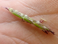 Pleuropogon refractus