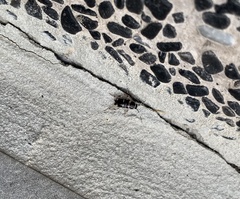 Lobopterella dimidiatipes