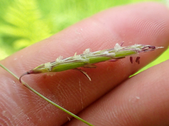 Pleuropogon refractus