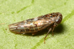 Idiocerus alternatus