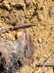 Antechinus mimetes