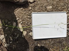 Pleuropogon refractus