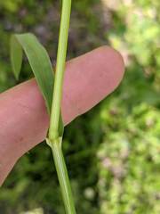 Pleuropogon refractus